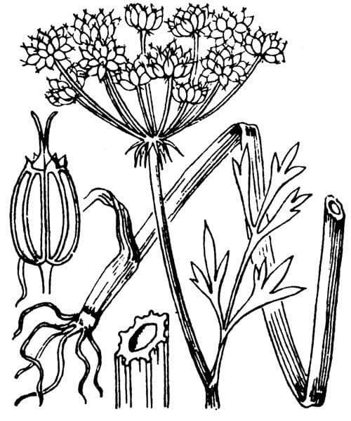 Oenanthe 7