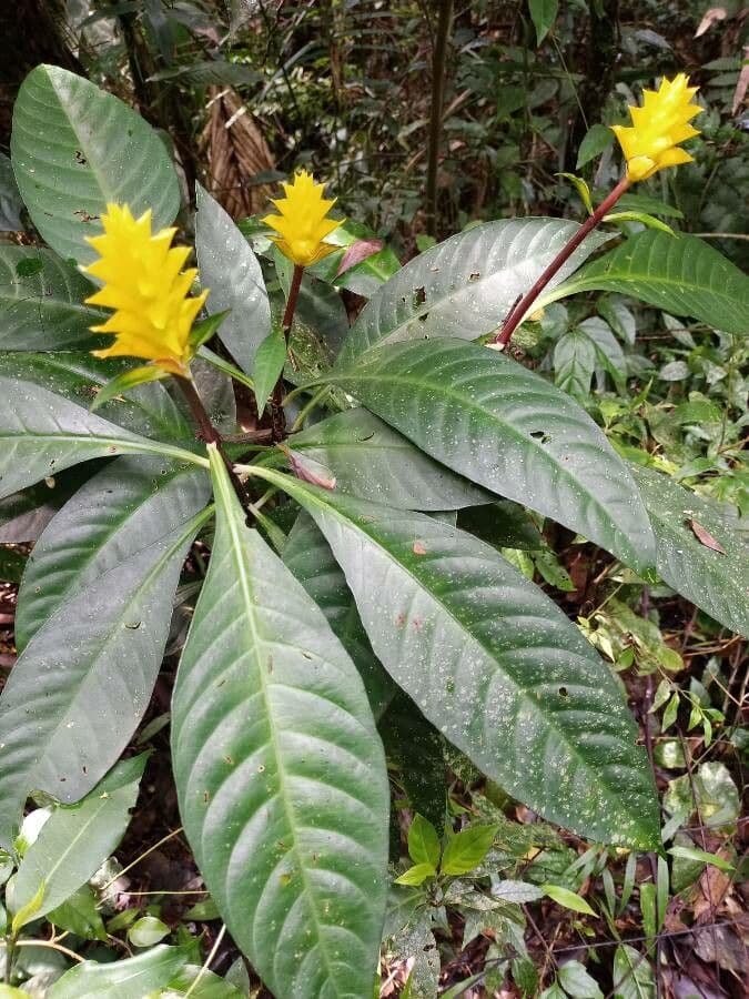 Barleria 6
