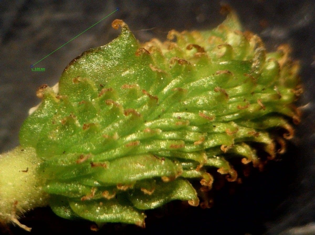 Ranuncolo 11