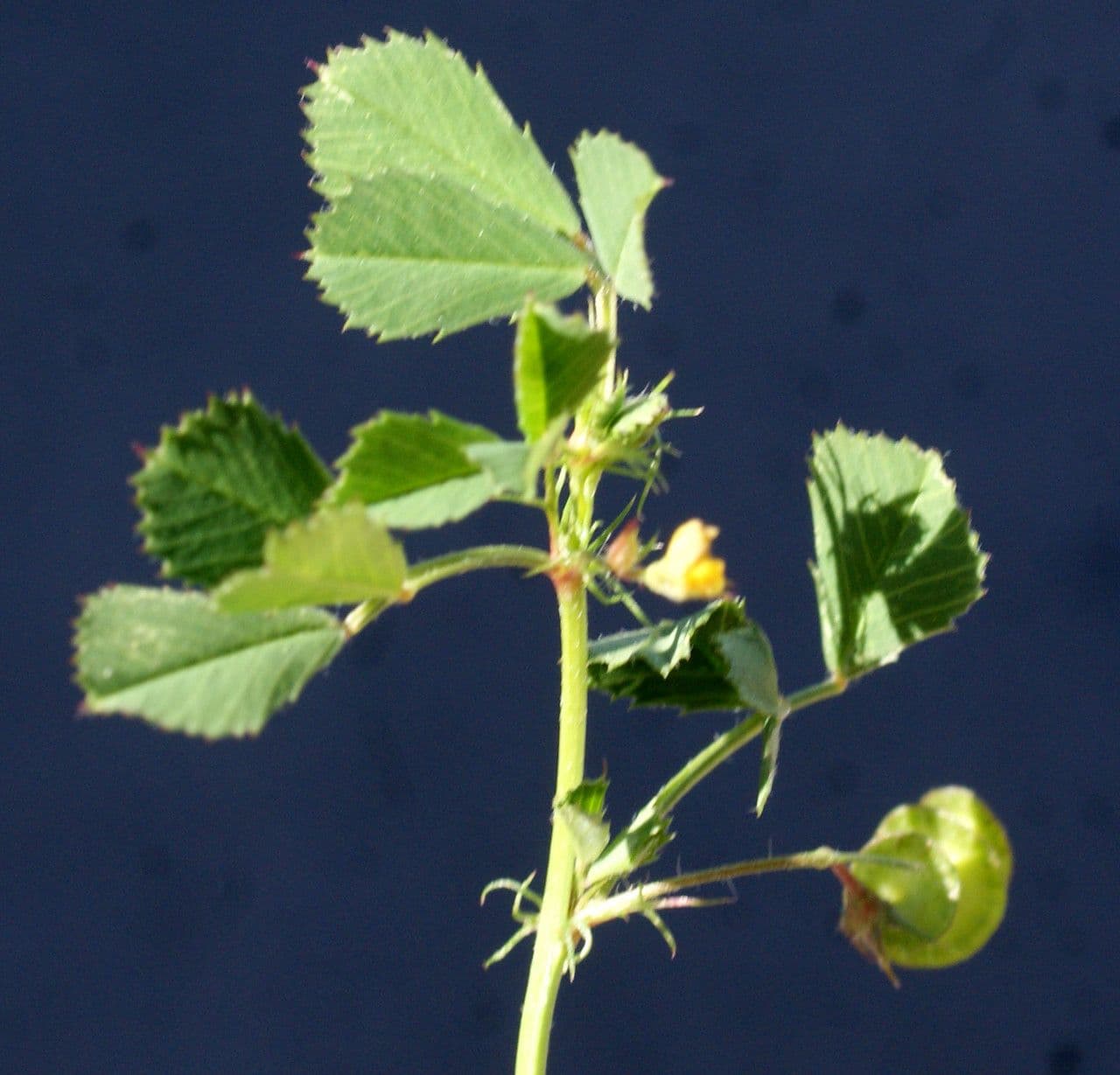 Erba medica orbicolare 13