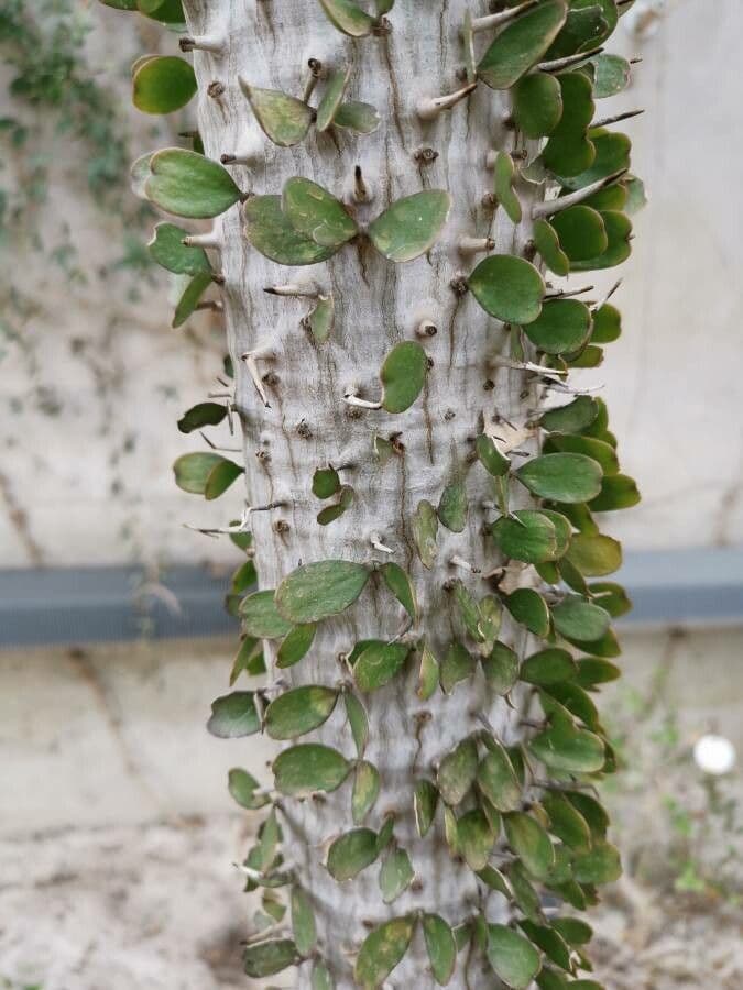 Alluaudia 11