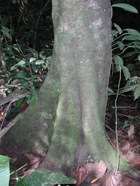 Ocotea 7
