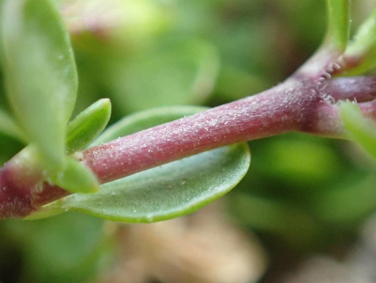 Arenaria biflora 16