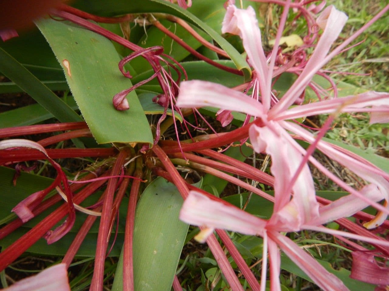 Ammocharis 20