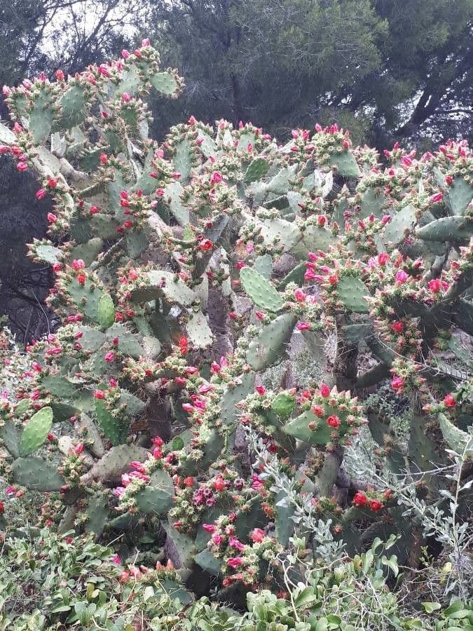 Chenille prickly-pear 5