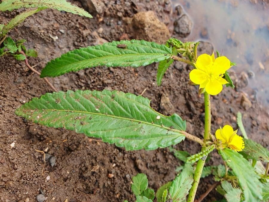 Corchorus trilocularis 23