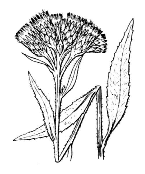 Saussurea 26