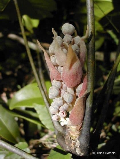 Acropogon