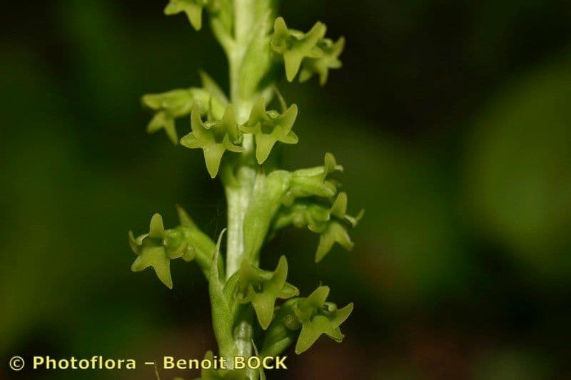 Gennaria diphylla 2