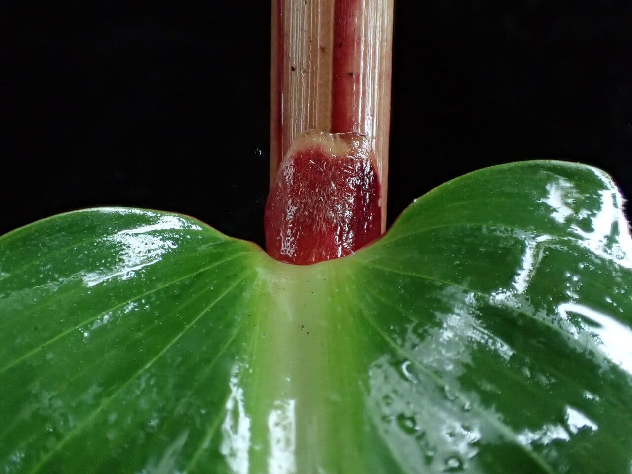 Hedychium 13