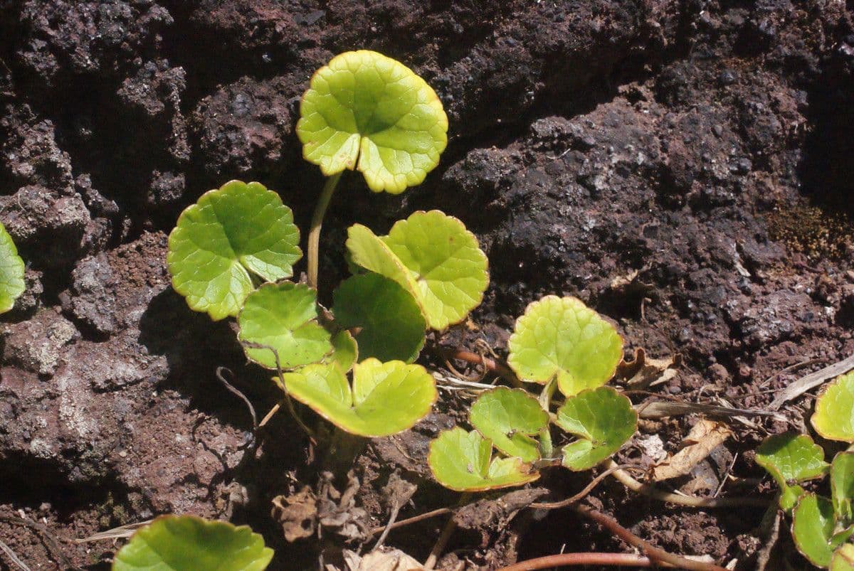 Centella asiatica 25