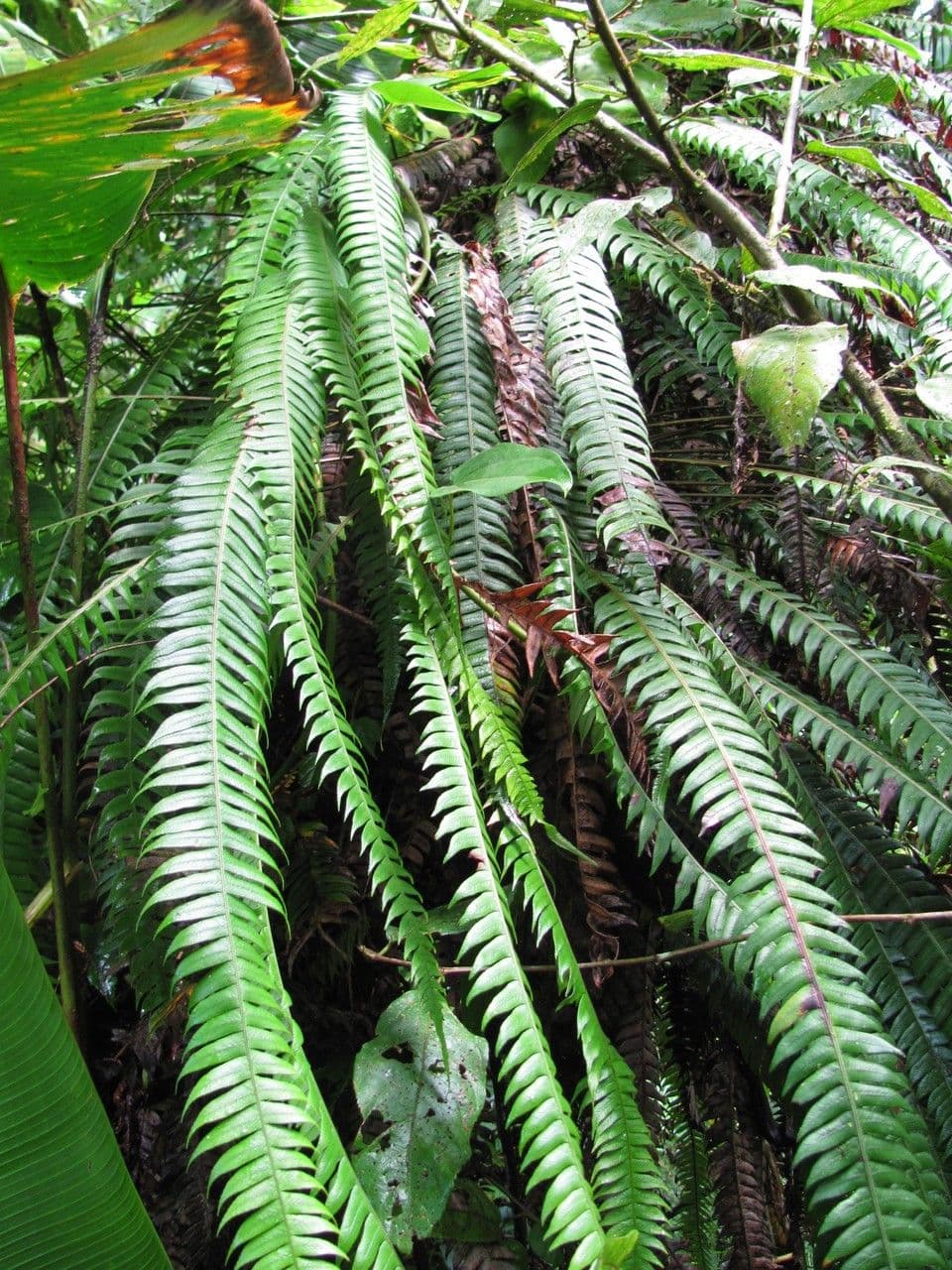 Blechnum gracile 3