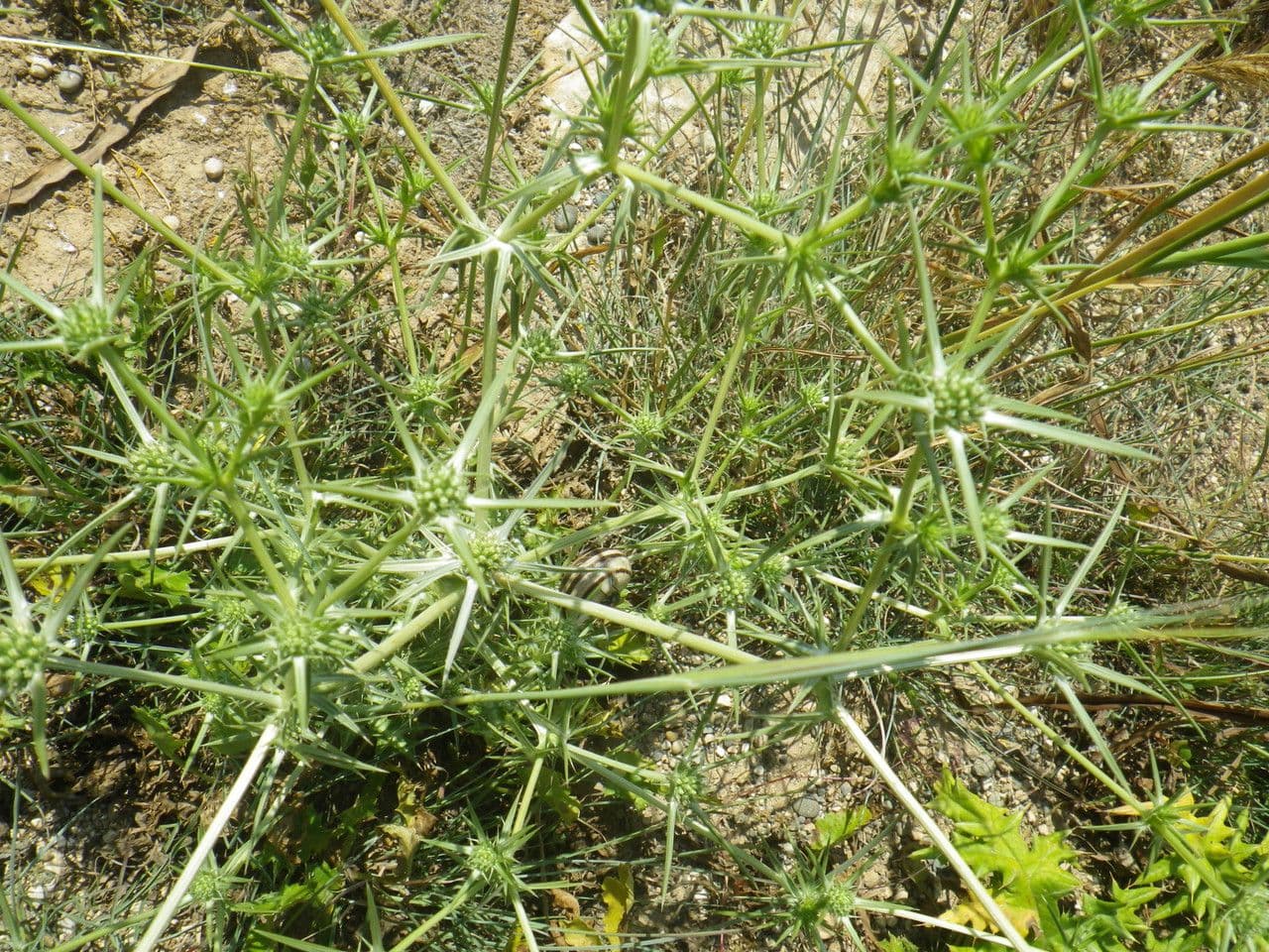 Panicaut crétois 7