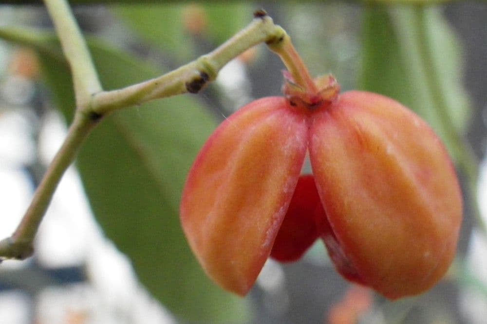 Euonymus myrianthus 5