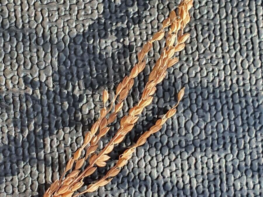 Leersia hexandra