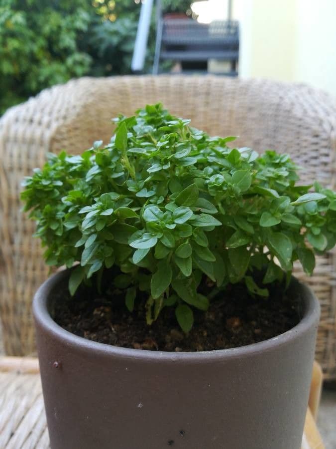 Basilico 10