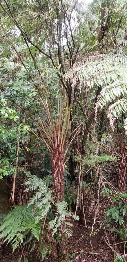 Sphaeropteris 5