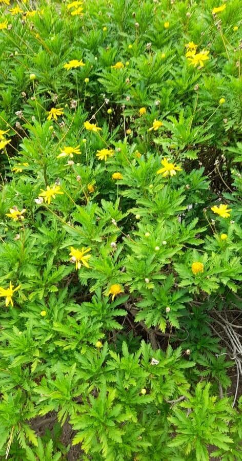 Gold-Euryops 7