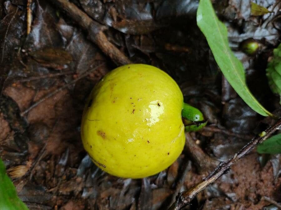 Guayaba 3