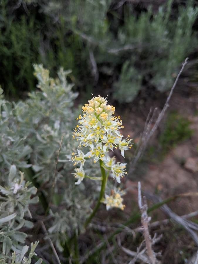 Camas delle colline 4
