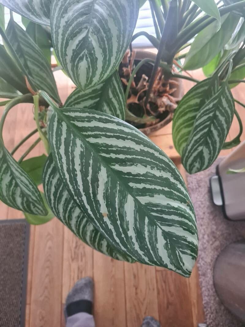 Aglaonema 6
