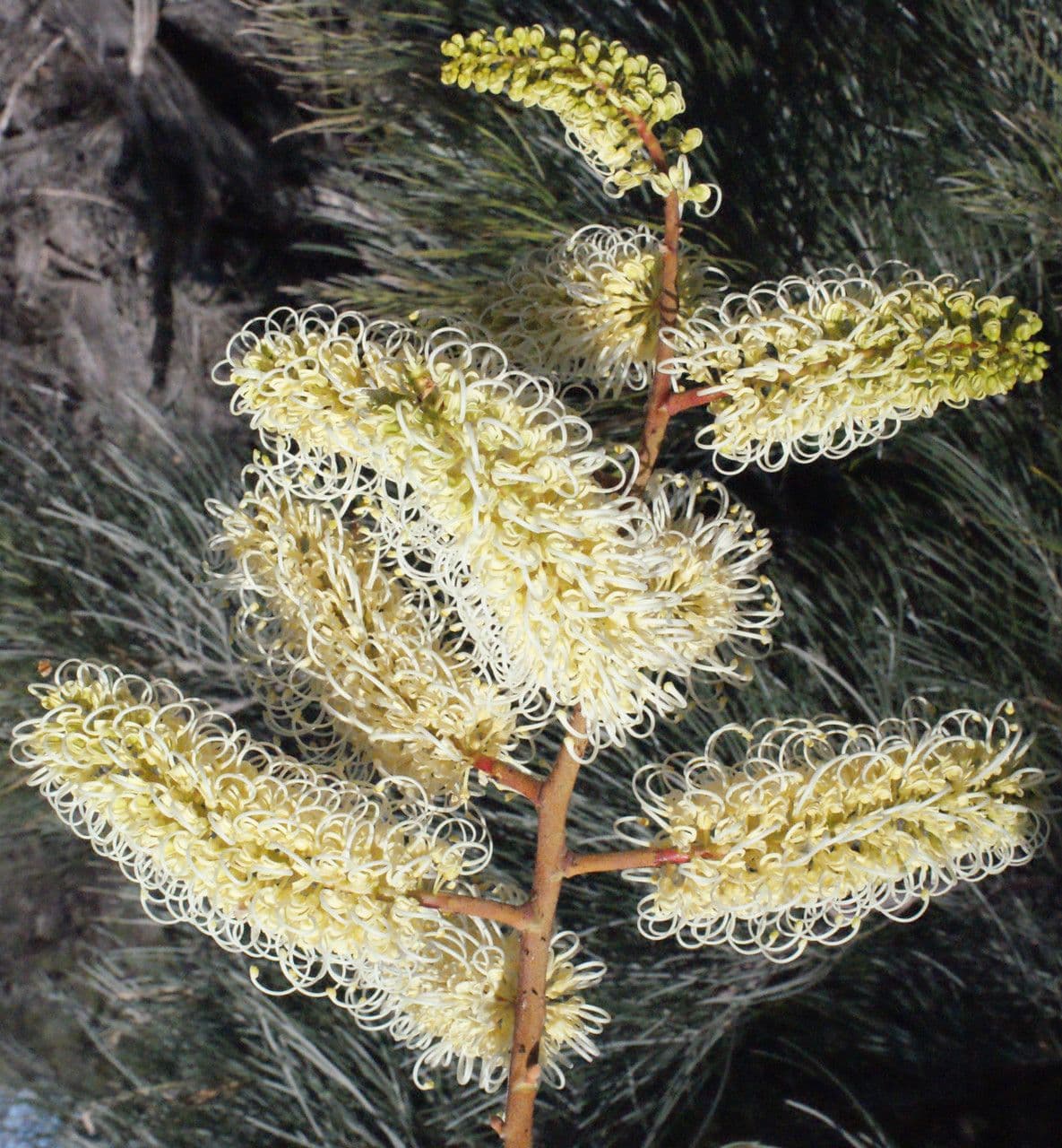 Grevillea 4