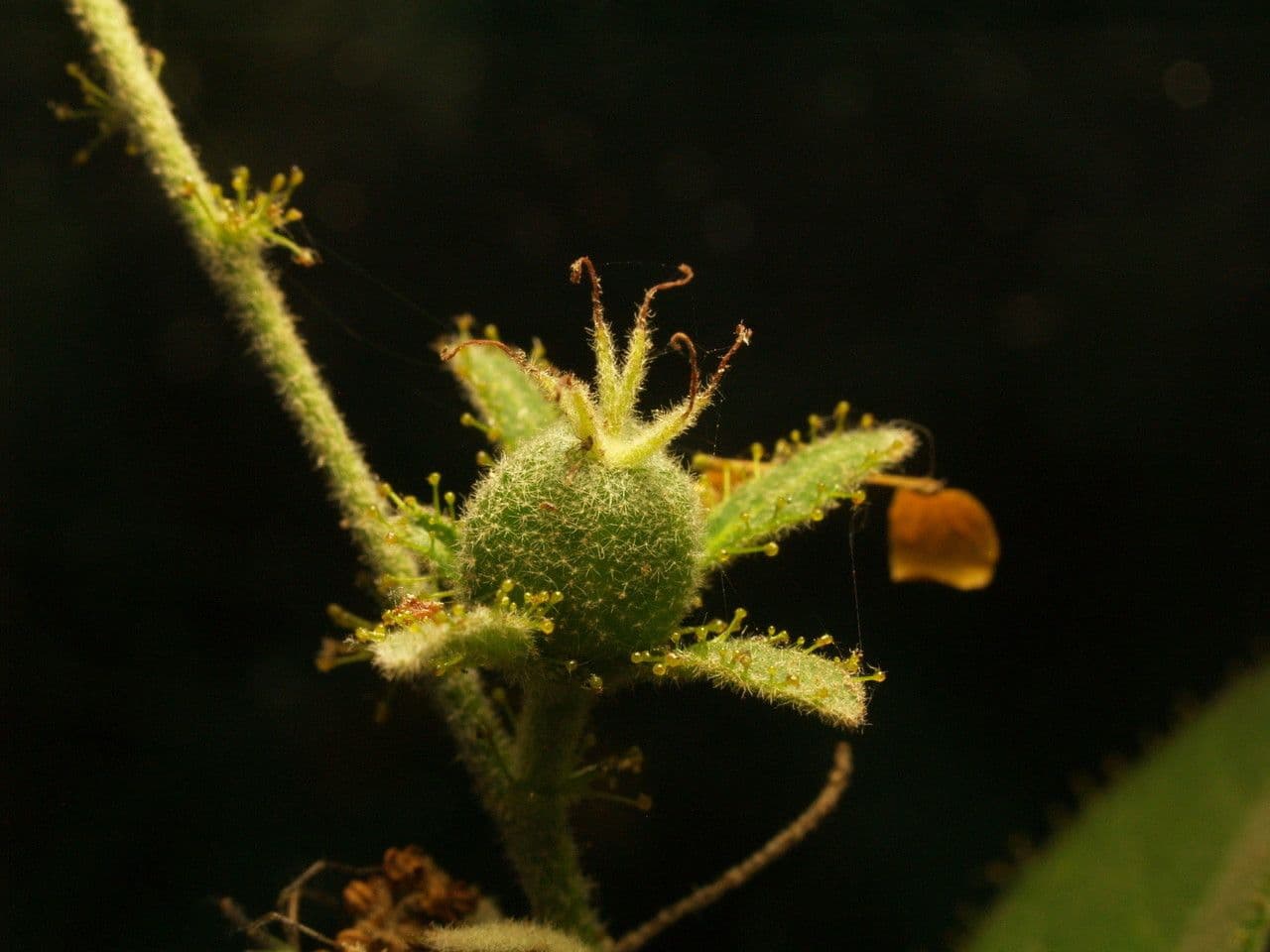 Wimperndrüsen-Croton 4