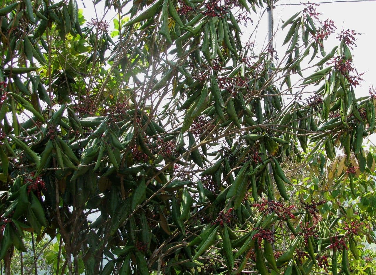 Miconia 11