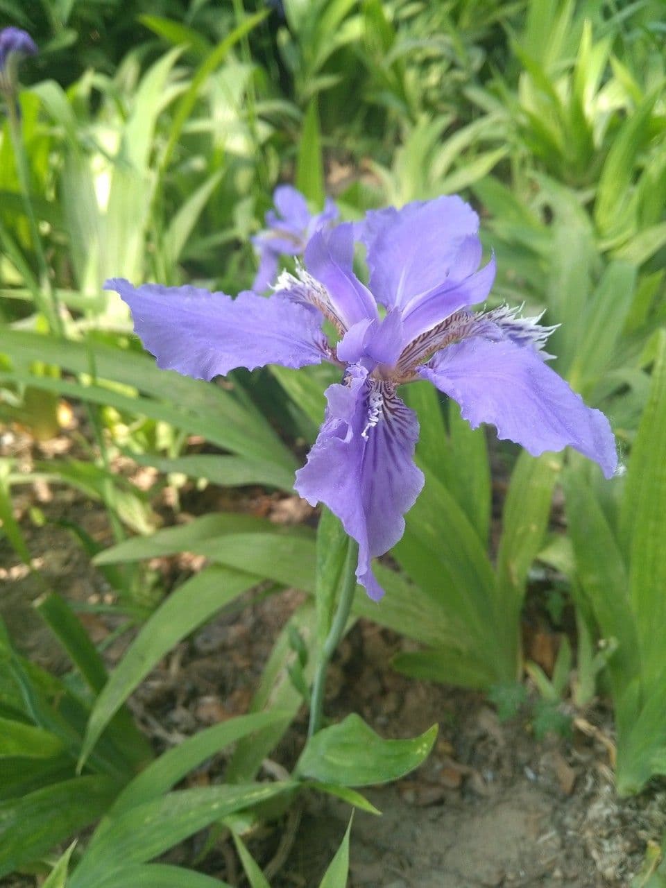 Iris dei tetti 7