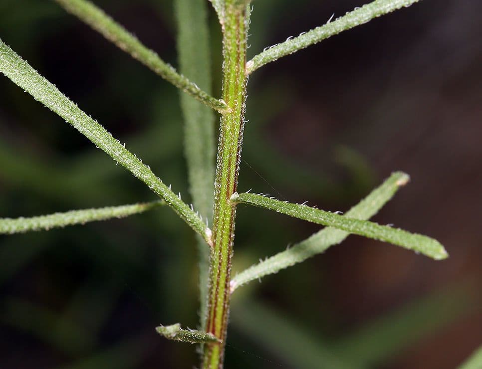 Erigeron 23