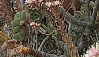 Aeonium lancerottense 16