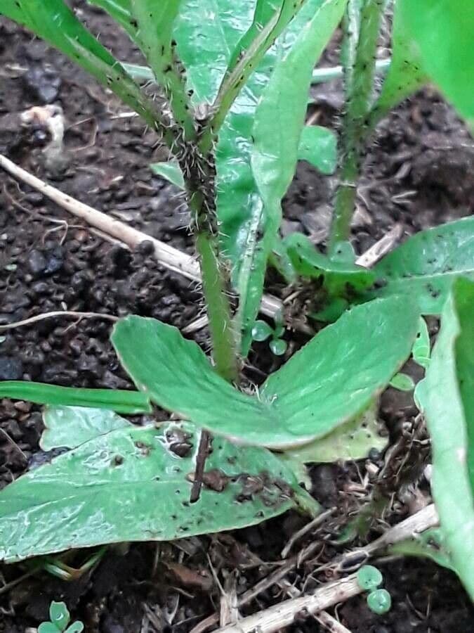 Ruellia tuberoso 21