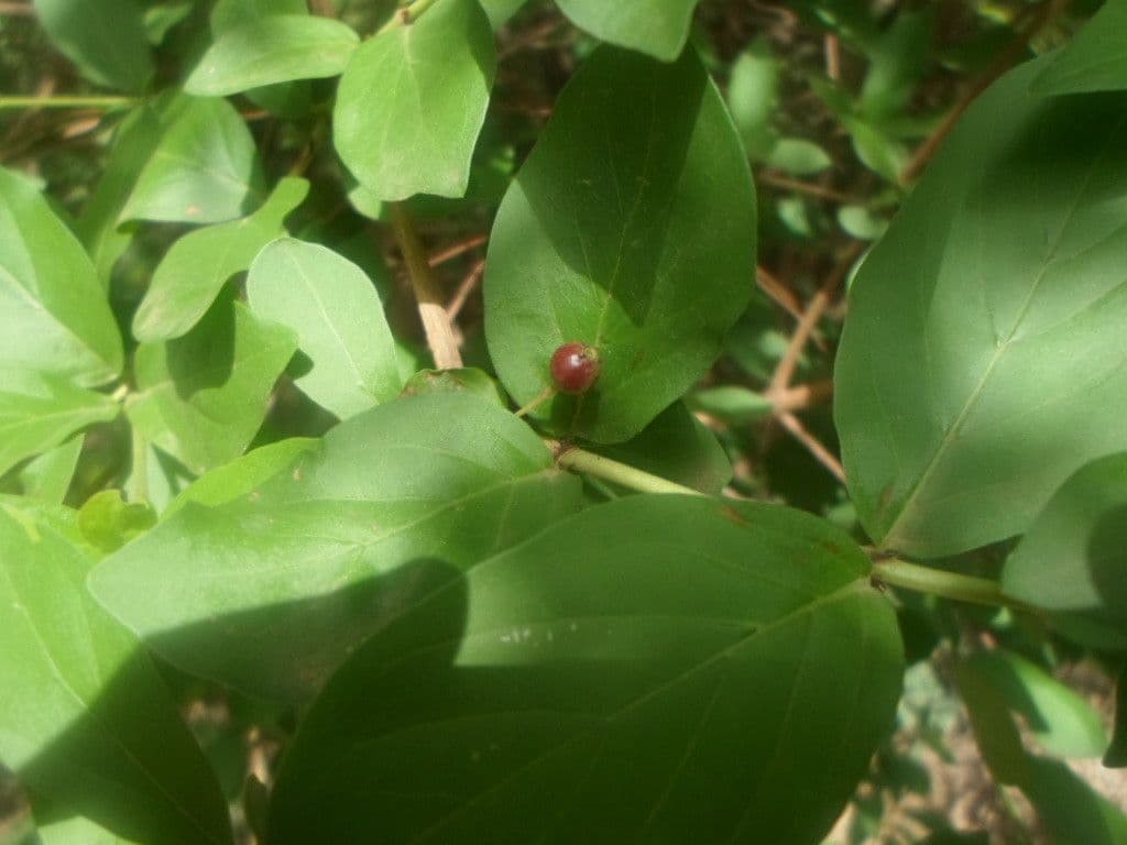 Feretia 9