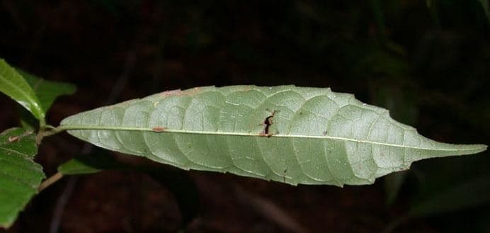 Perebea ispida 10