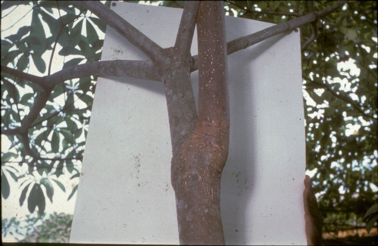 Alstonia 8