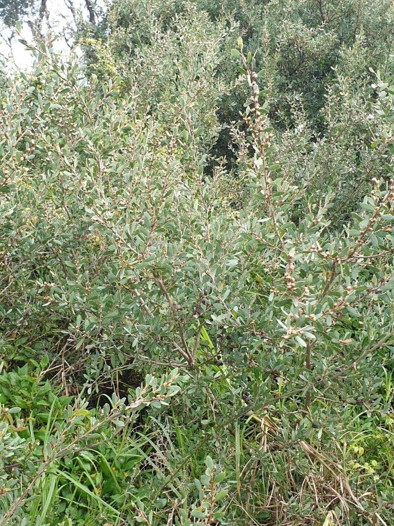 Leptospermum laevigatum 13