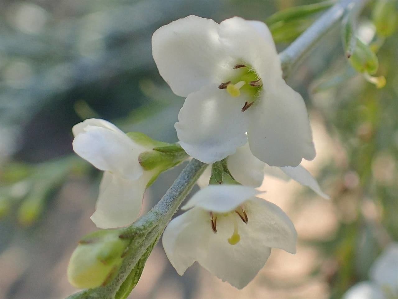 Gomphostigma virgatum 6