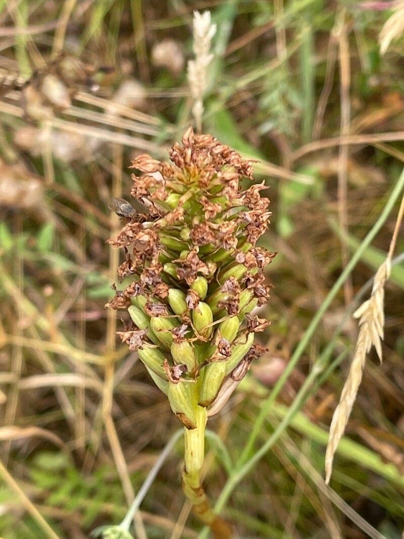 Orchis pyramidal 3