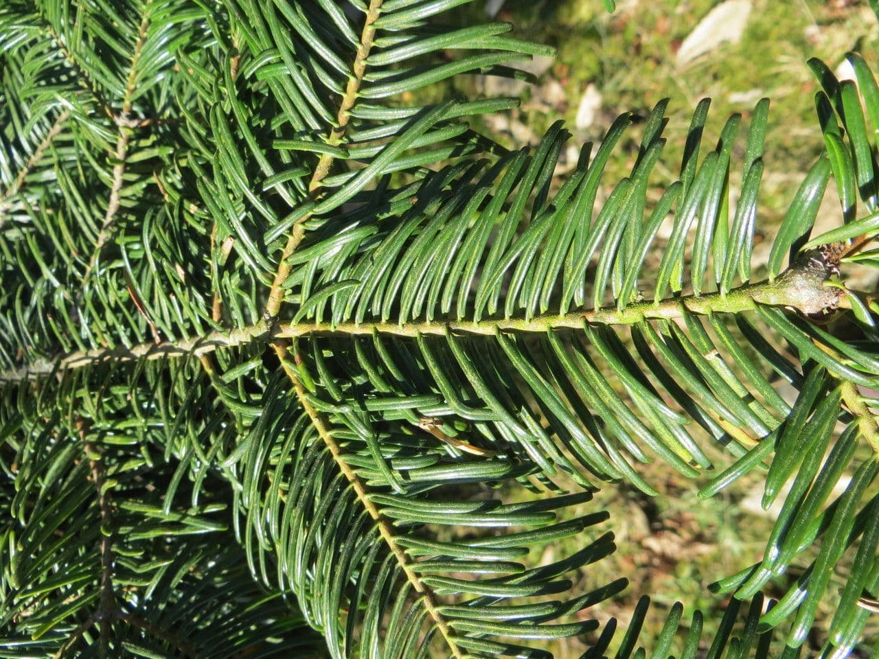Sapin géant 22