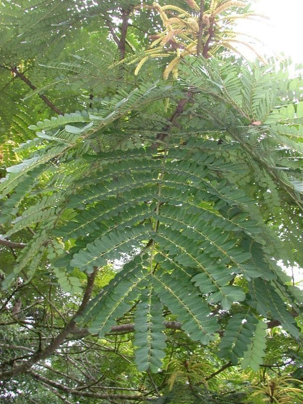 Stryphnodendron 10