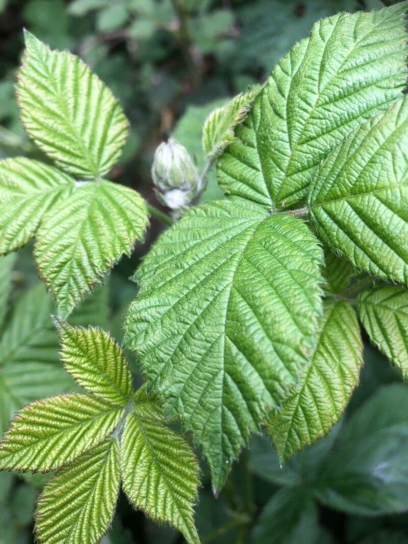 Bereifte Brombeere 20