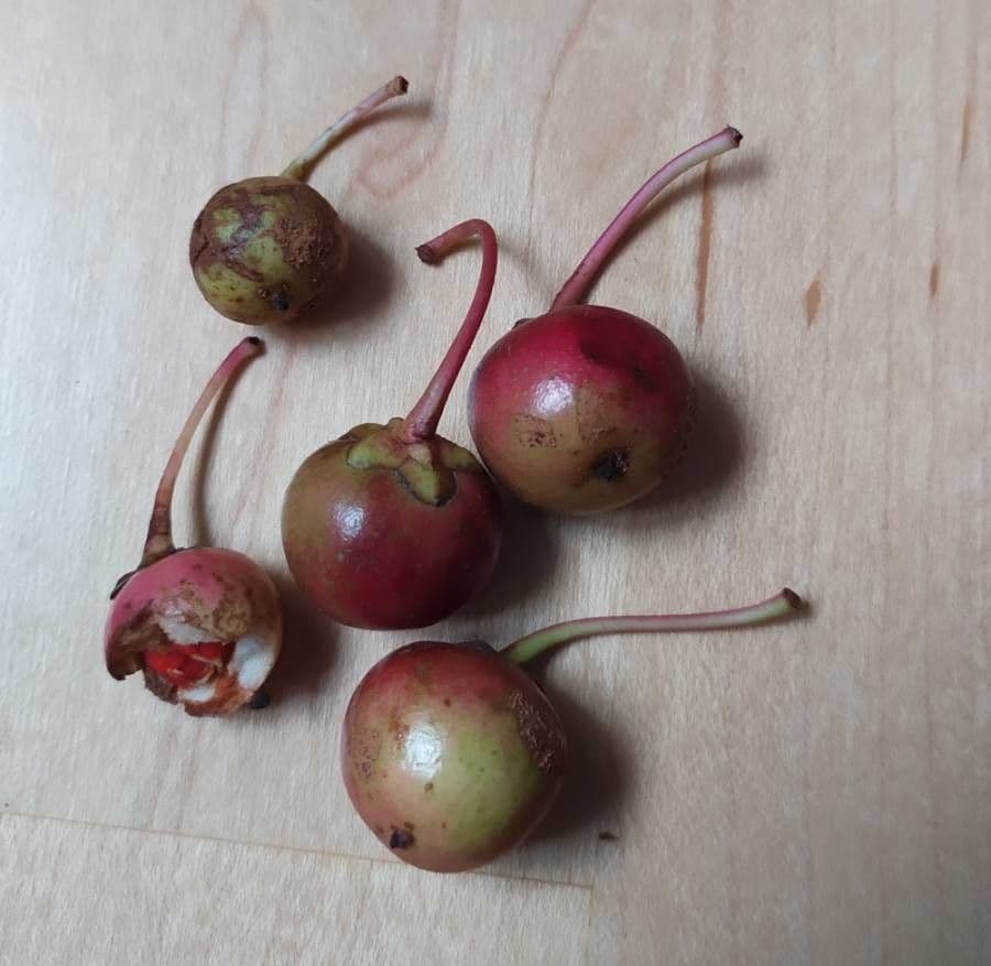 Ternstroemia 2