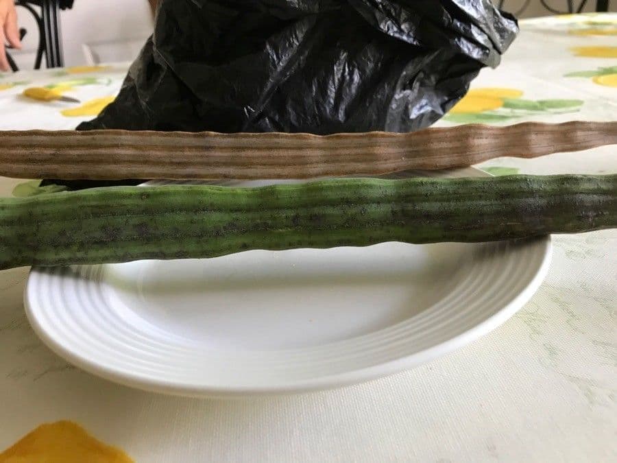 Moringa 2