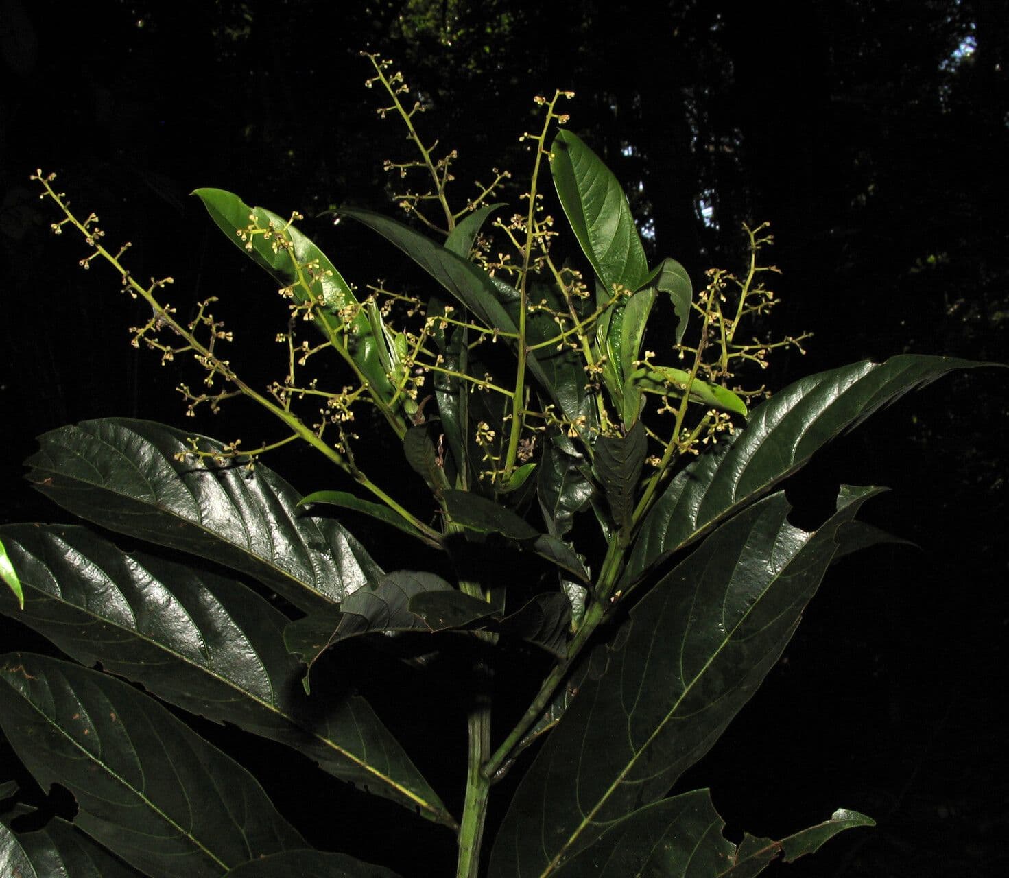 Ocotea 4