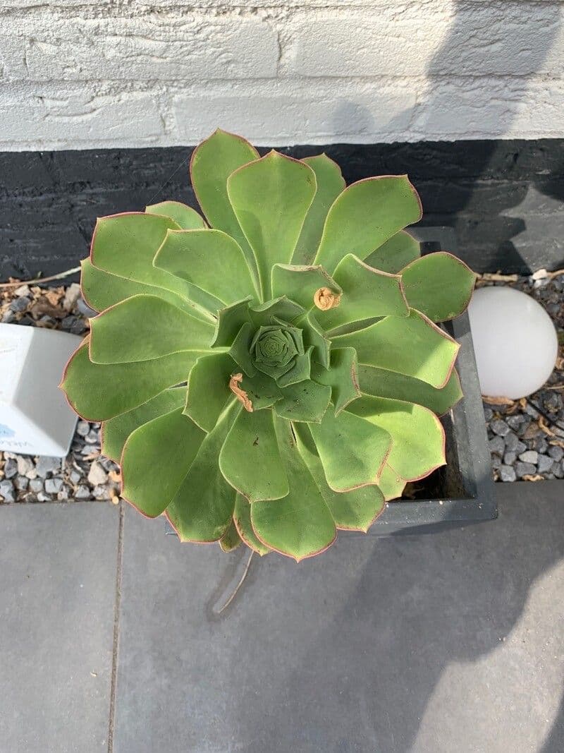 Aeonium lancerottense 12