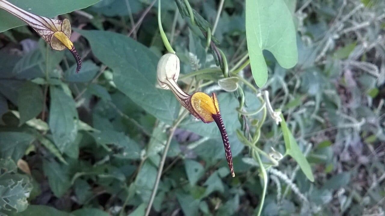 Aristolochia 6