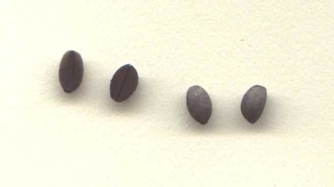 Palicourea 18