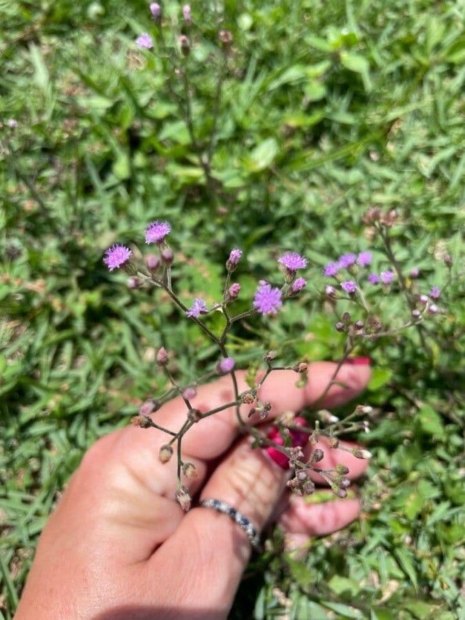 Cyanthillium popelavé 9