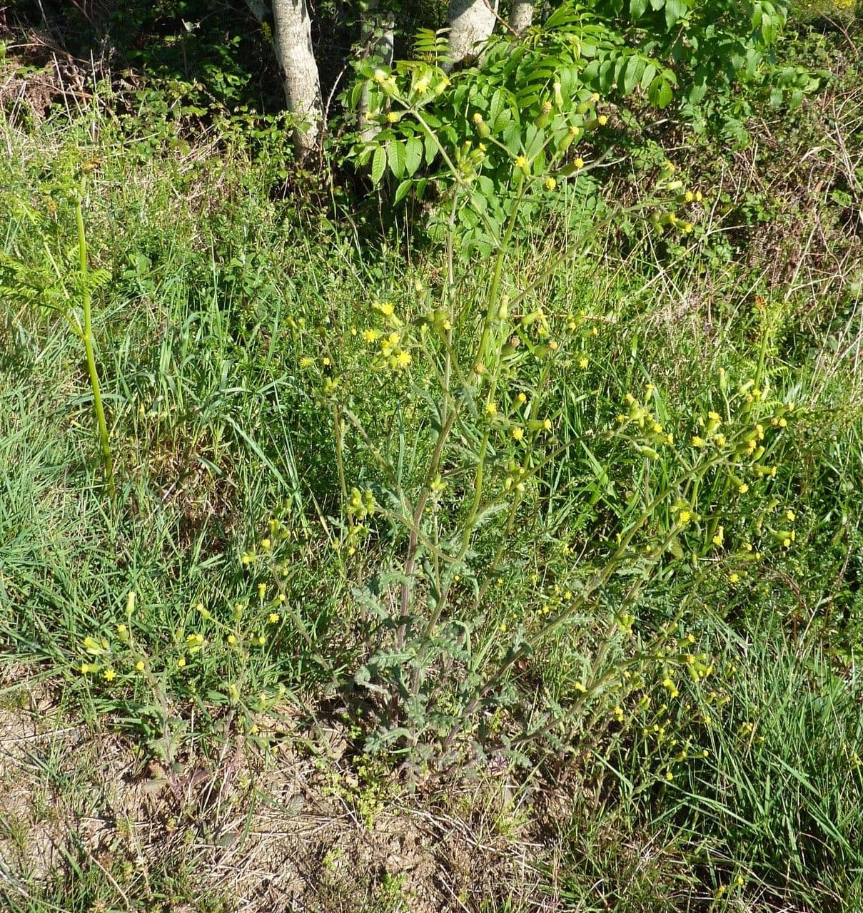 Senecio dei boschi 11