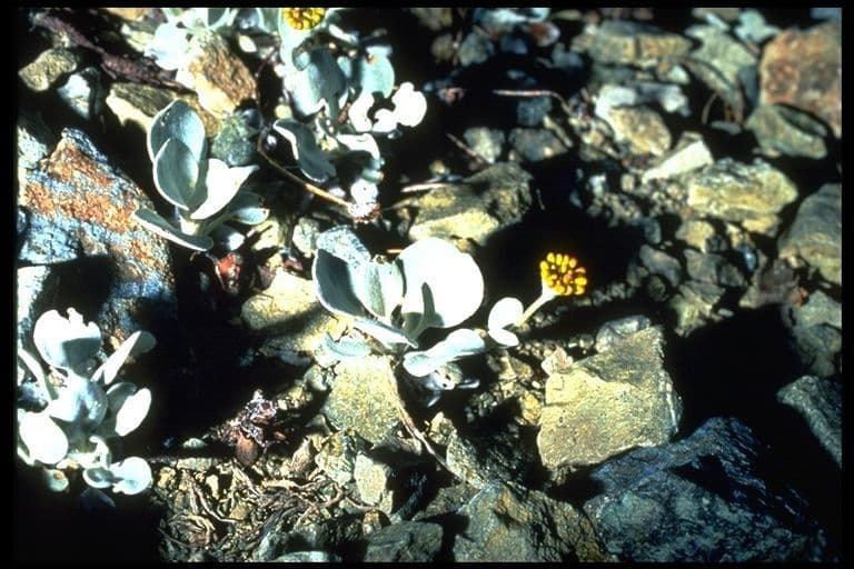 Eriogonum 7